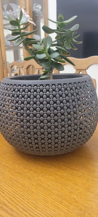 Продам цветок Денежное дерево