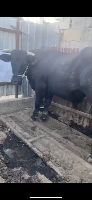 Бык продам