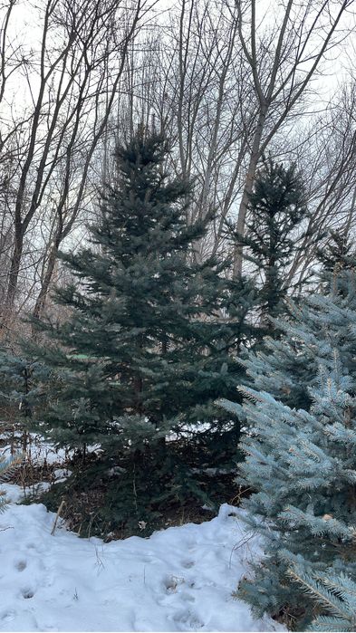 Голубая ель blue deamond, от 1-10 метров