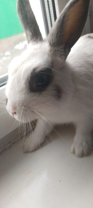Продам милого кролика