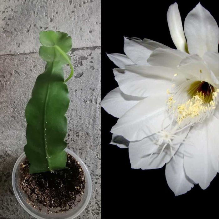 Цветя за продажба