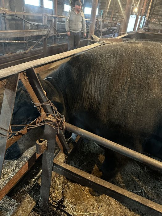 Продам отличных откром быков