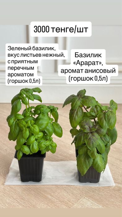 Розмарин, Базилик, мята, руккола