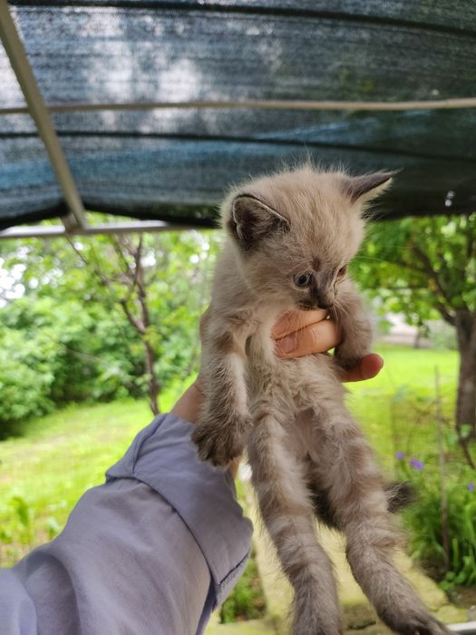 Мысық.котята.5000 тнг