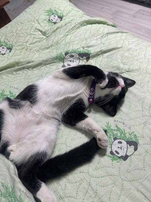 Кот Муся ищет новый дом