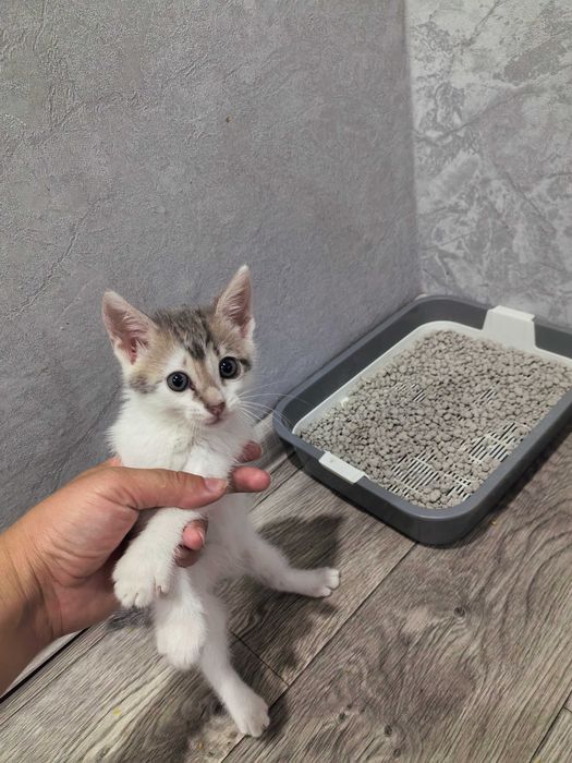Отдам пародистого котёнка