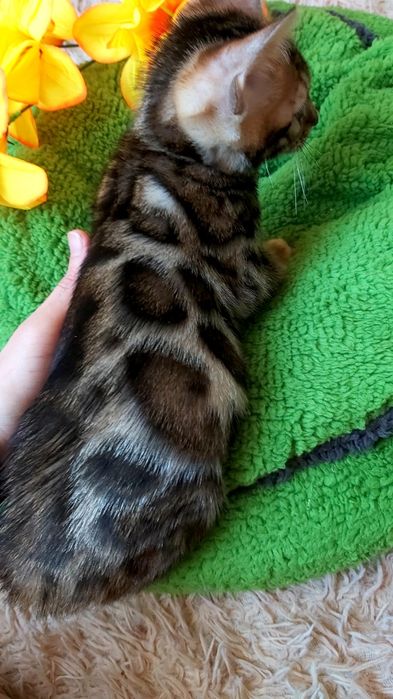 Мини-леoпардики. Бенгальские КОТЯТА