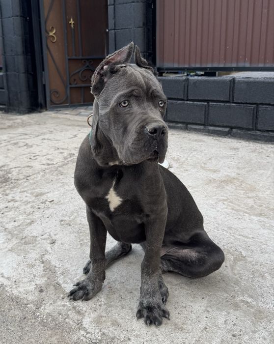 Кане Корсо ( Cane Corso)