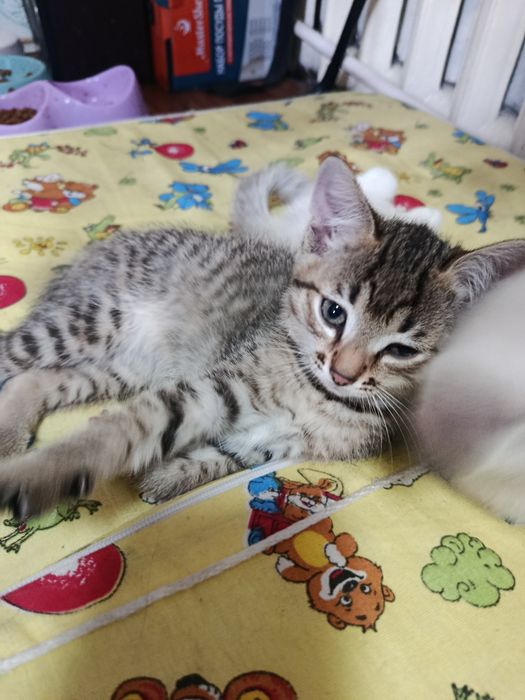 Отдам котят  в добрые руки