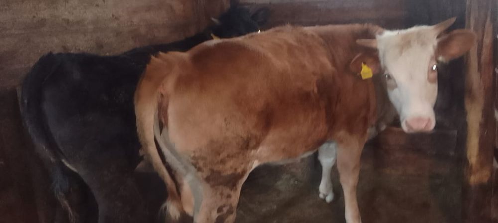 Продам на доращивание