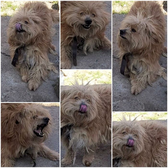 Donez 3 caini frumosi