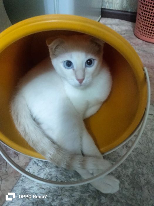 Бесплатно! Отдам кошечку в добрые руки