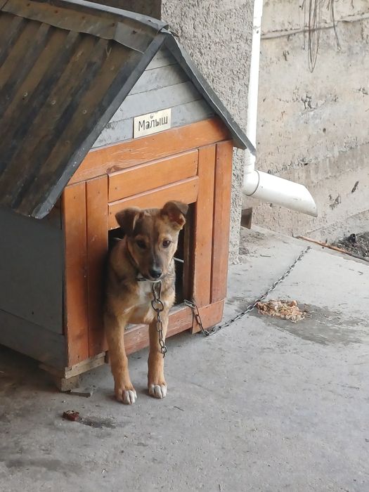 Сабака в хорошие руки