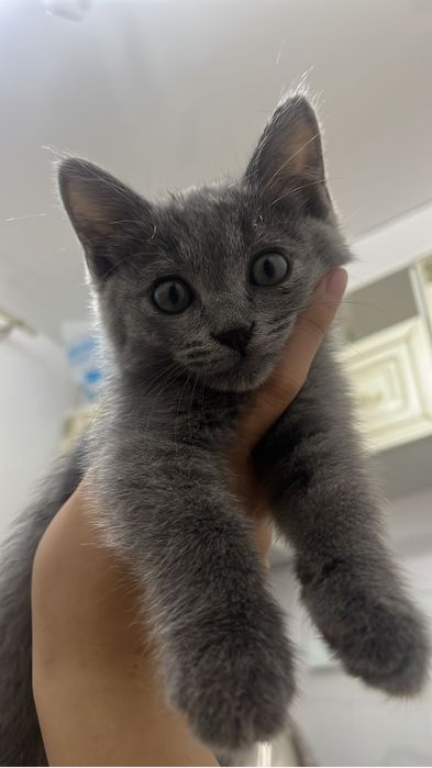 Котенок мальчик,мысық марғау