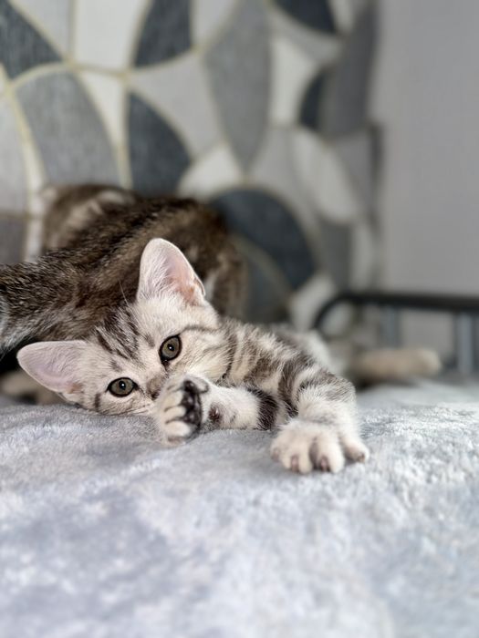 Котята Актобе скоттиш фолд