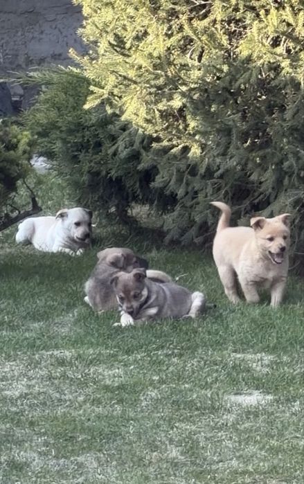 Отдам щенков дворняжки