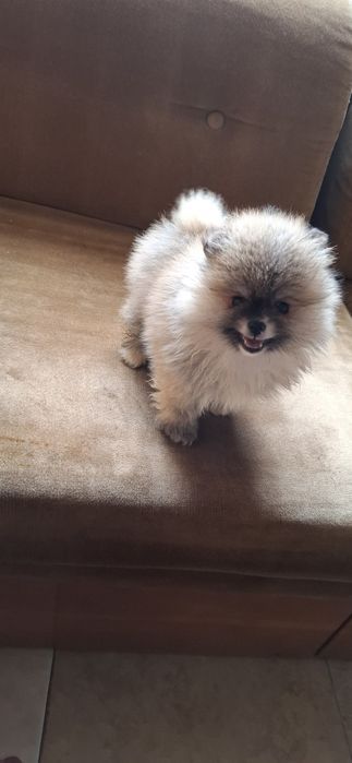 Мини  Померанчее