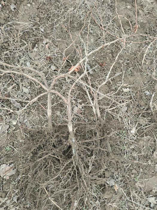 Uzum tok ko'chatlar sotiladi