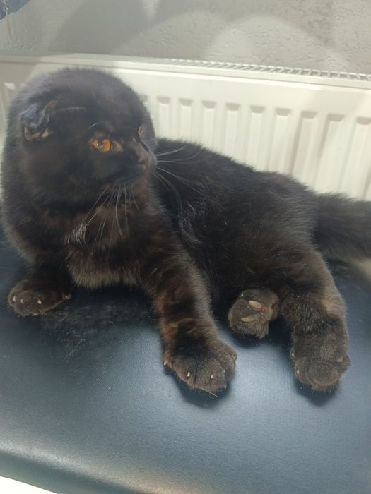 Скотиш фолд соглом