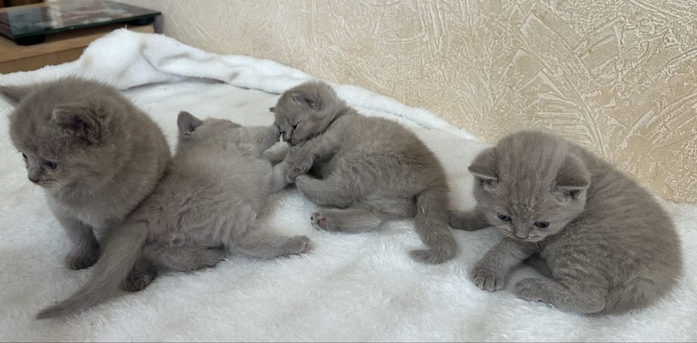 Британские котята