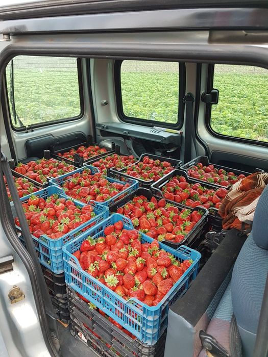 Stoloni capsuni remontanti Albion,unifere,zmeura