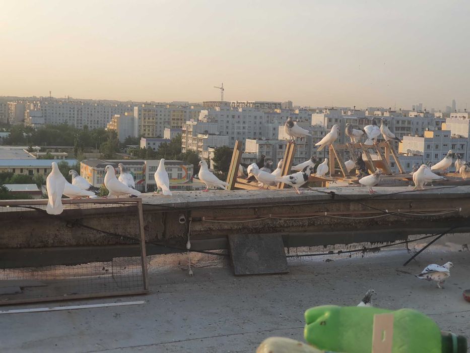 ВЫСОКО-лётных, игровых ИНДОПАКИСТАНСКИХ пискунов. молодых и взрослых.