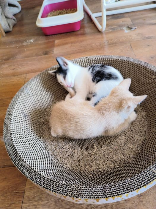 Ищем дом котятам