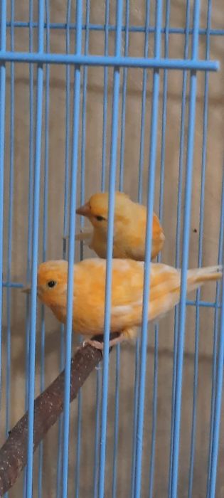 Канарейки молодняк