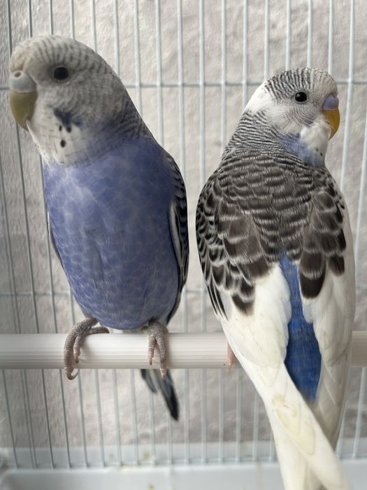Попугаи с клеткой
