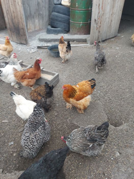 Яйцо инкубационное