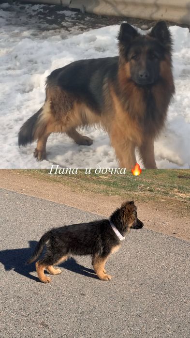 Немецкая овчарка