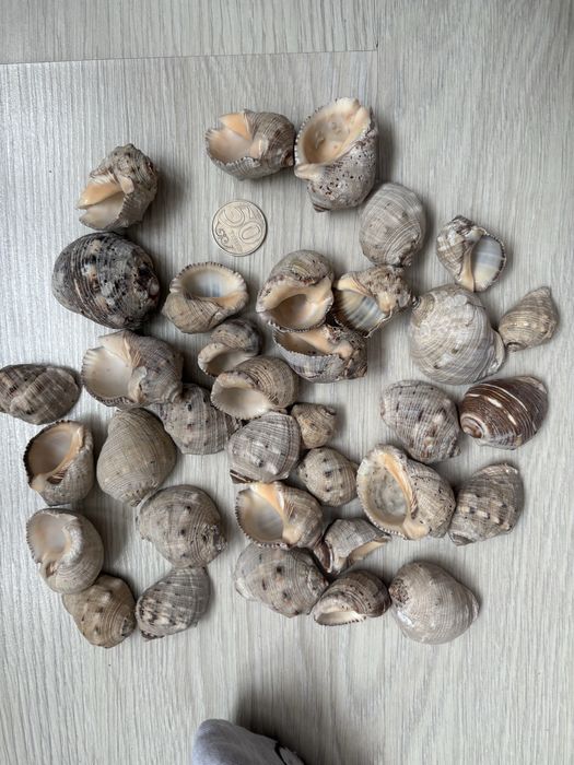 Ракушки для аквариума