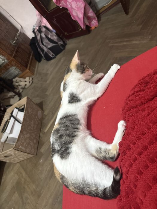 Dau pisica spre adoptie