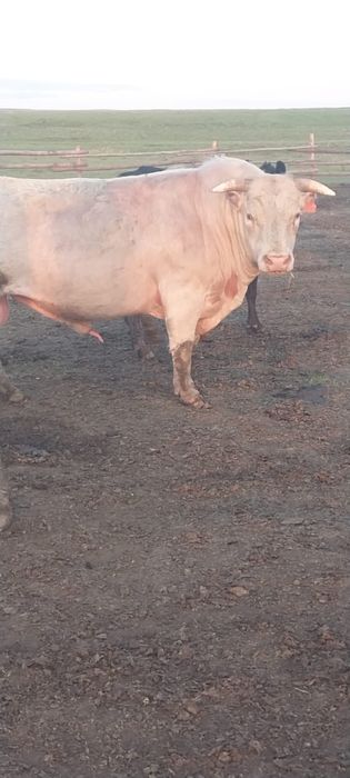 Продам быков племянных на разведение