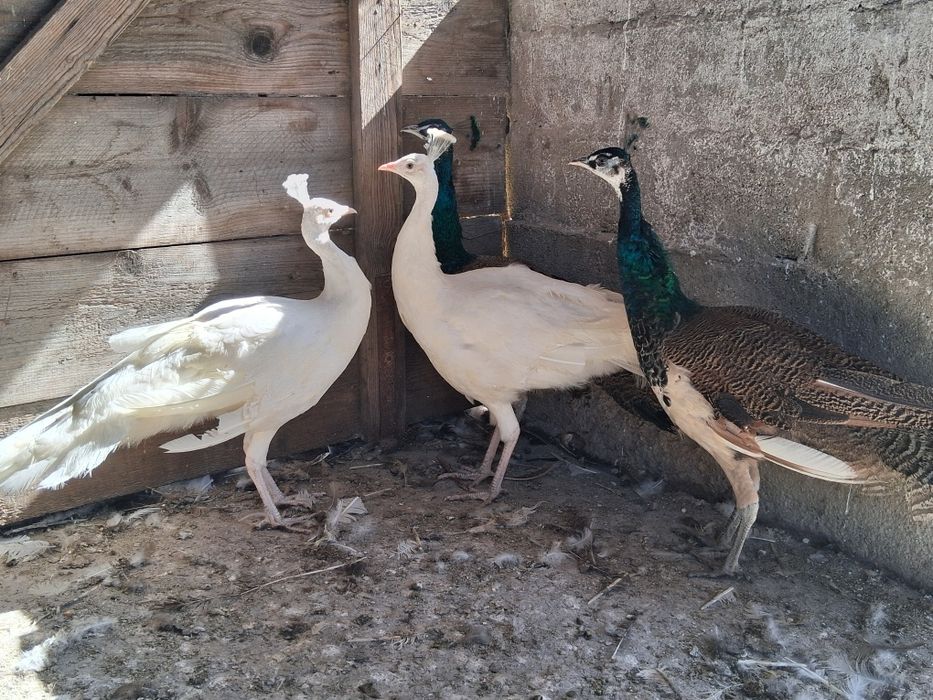 Cocosi de paun standar si alb de anu trecut