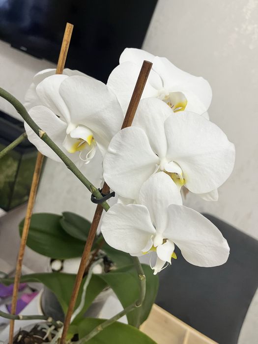 Орхидеи с доставкой