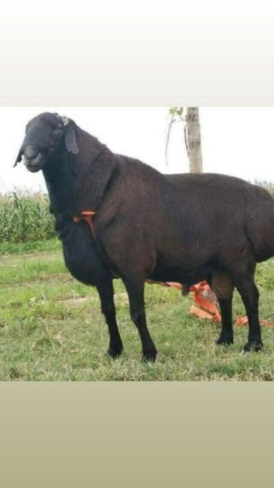 Qochqor, qoy кочкор, кой.