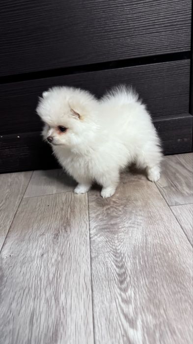 Щенок шпиц девочка