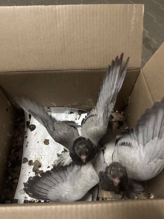 Продам голуби домашние