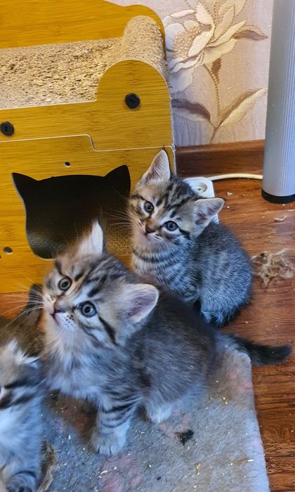 Котята шотландской вислоухой