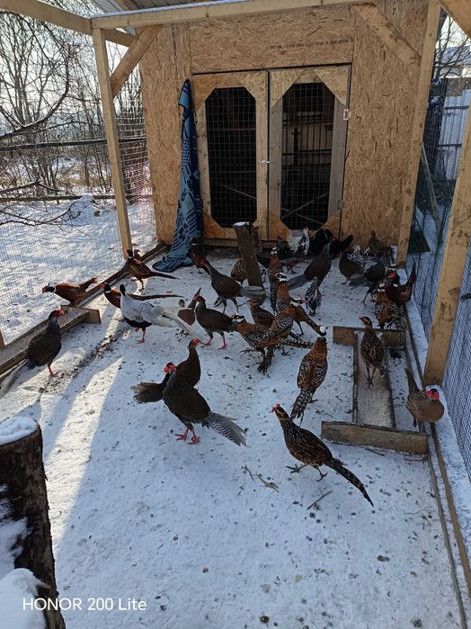 Fazani argintii de vânzare