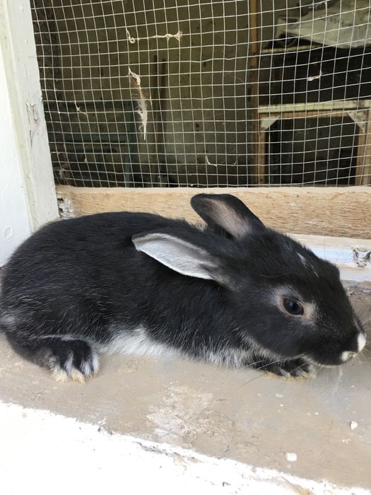 Зотли куёнлар сотилади