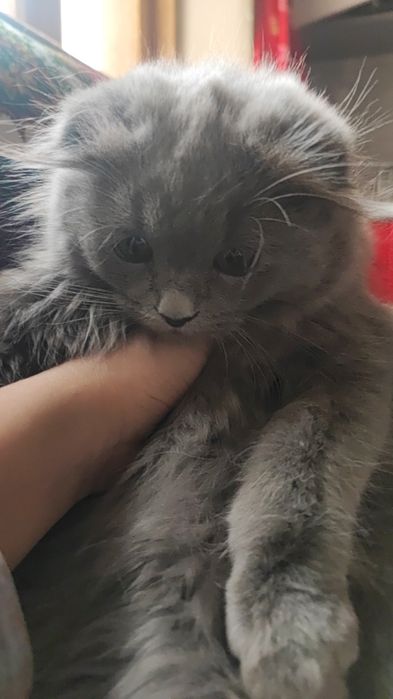 Mushukcha redol onasi shatlanski  qiz mushul