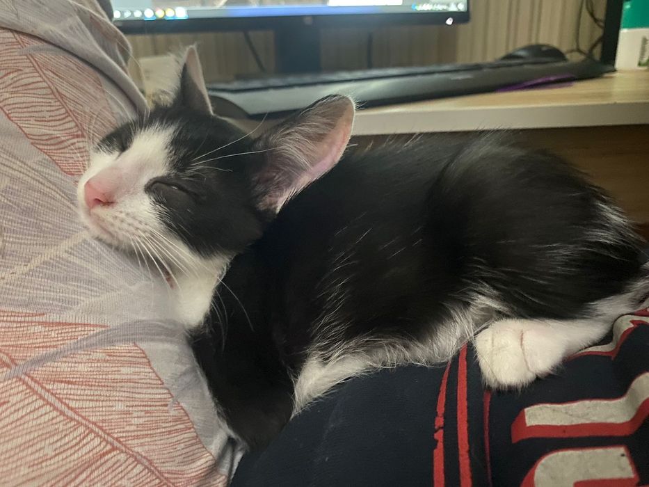 Отдам в добрые руки котёнка