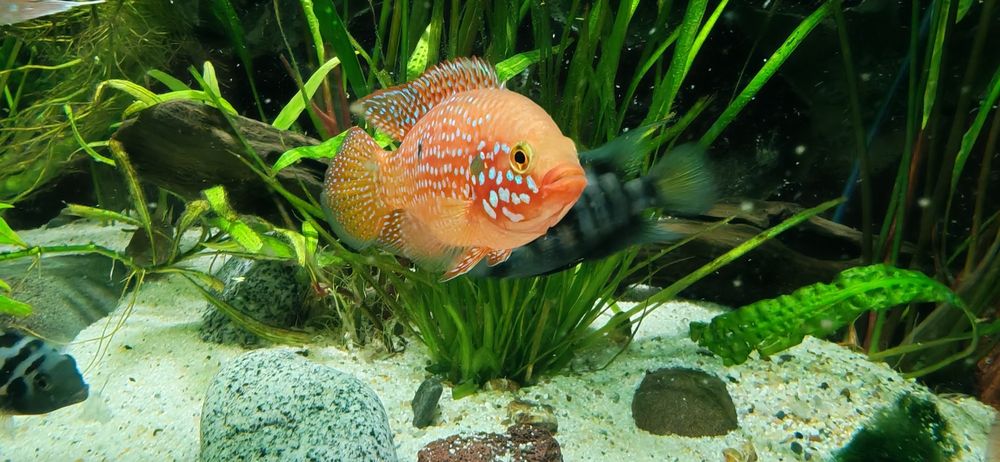 Pesti Electric Blue Acara, Lilifaili și Nigrofasciatus