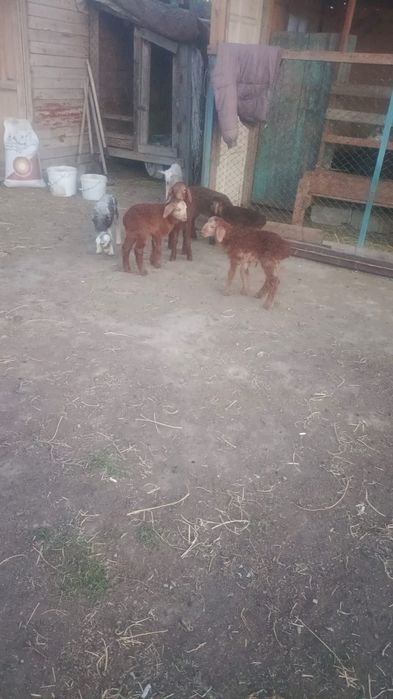 Қосылып қойлар сатылады