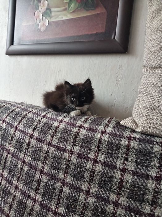 Кот красавчик...
