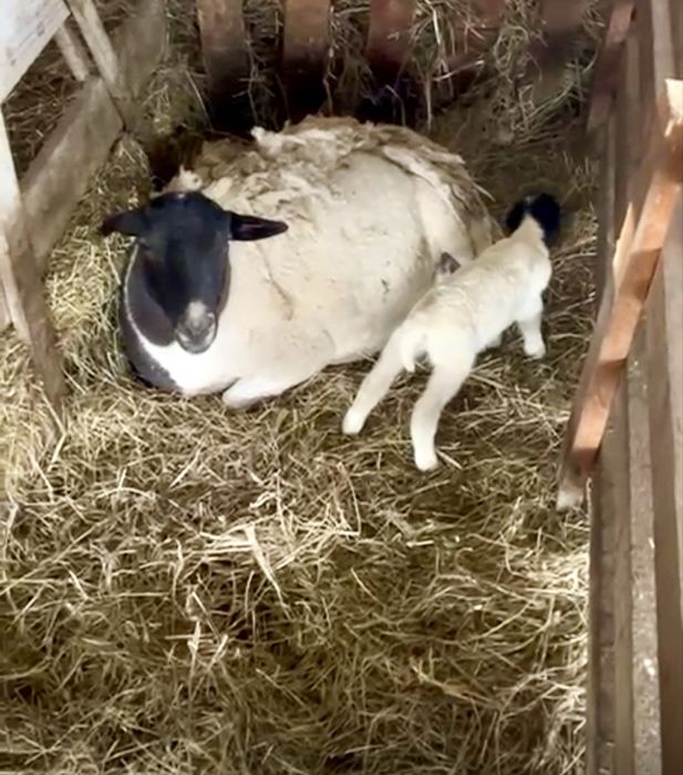 Mieluțe Dorper de vânzare – sănătoase și bine dezvoltate