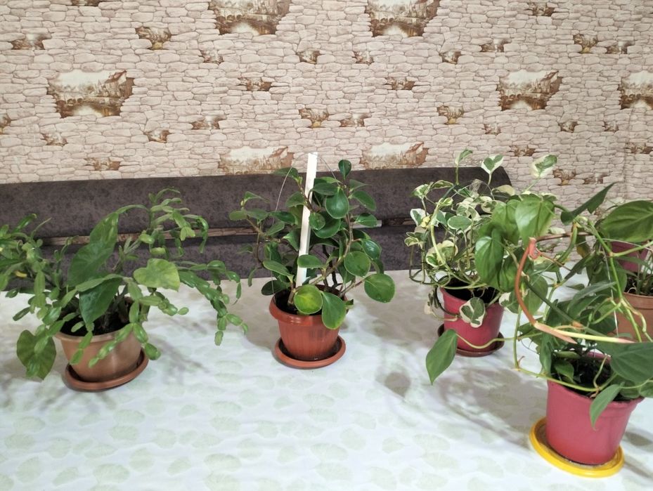 Домашние цветы для офиса