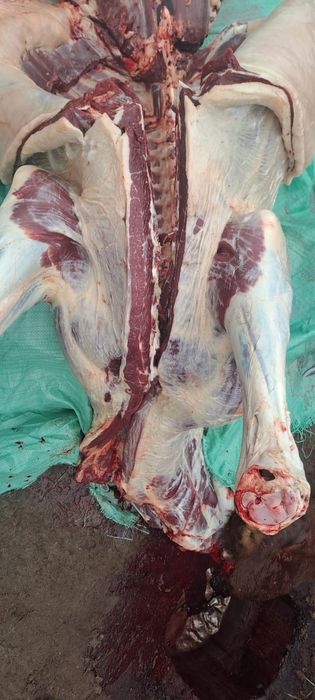 Говядина молодняк